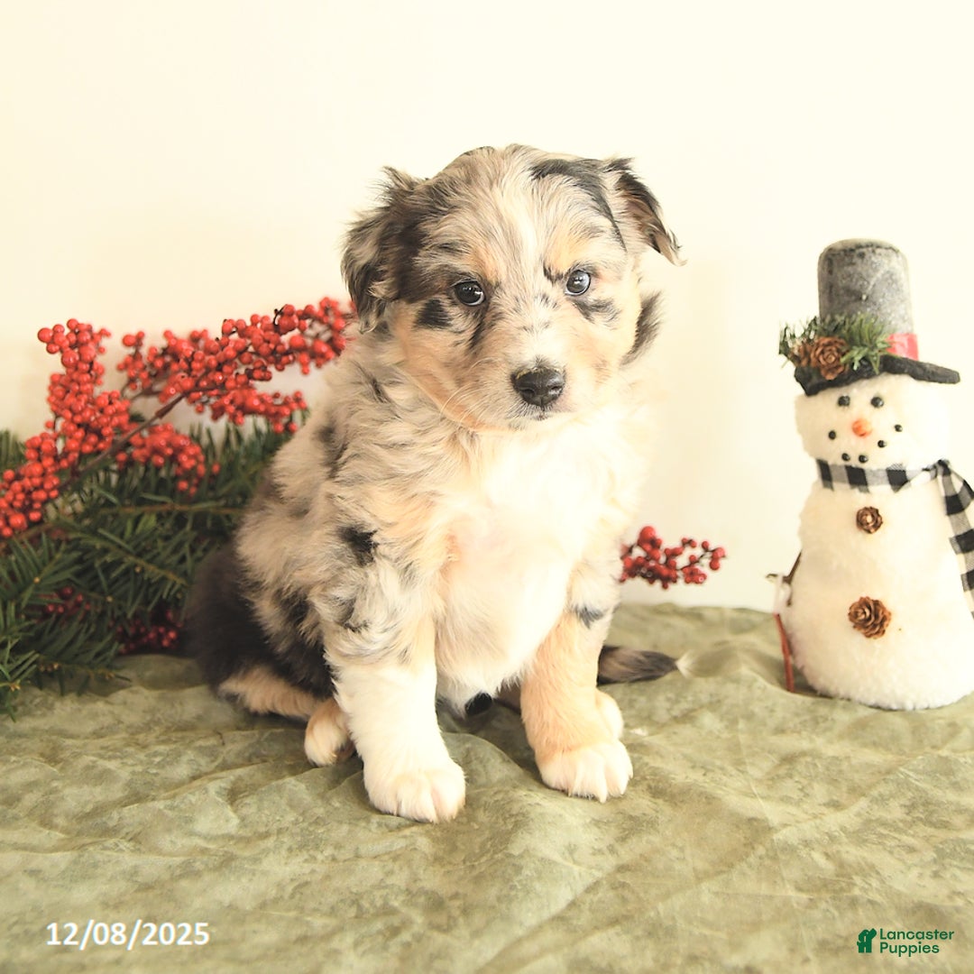 Miniature Australian Shepherd dogs for sale: Tracy - Ad 1