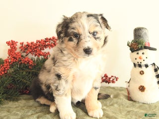 Miniature Australian Shepherd dogs Tracy - Ad 12