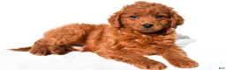 Mini Goldendoodle dogs for sale: Tucker - Ad 5