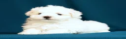 Maltese dogs for sale: Angie - Ad 6