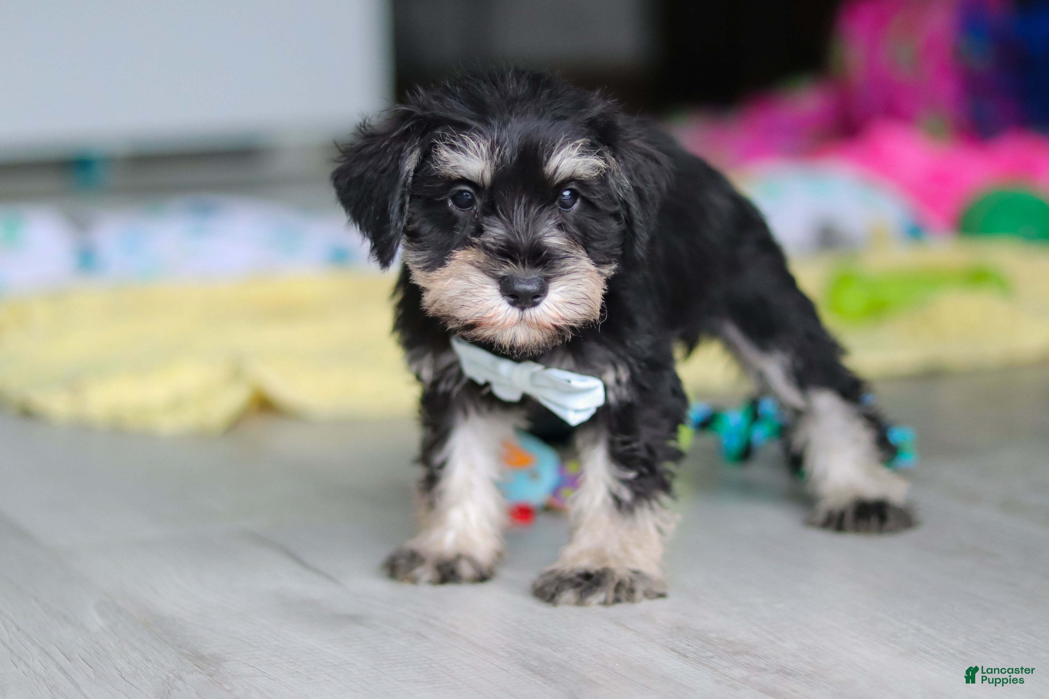 Miniature Schnauzer dogs Arthur - Ad 2