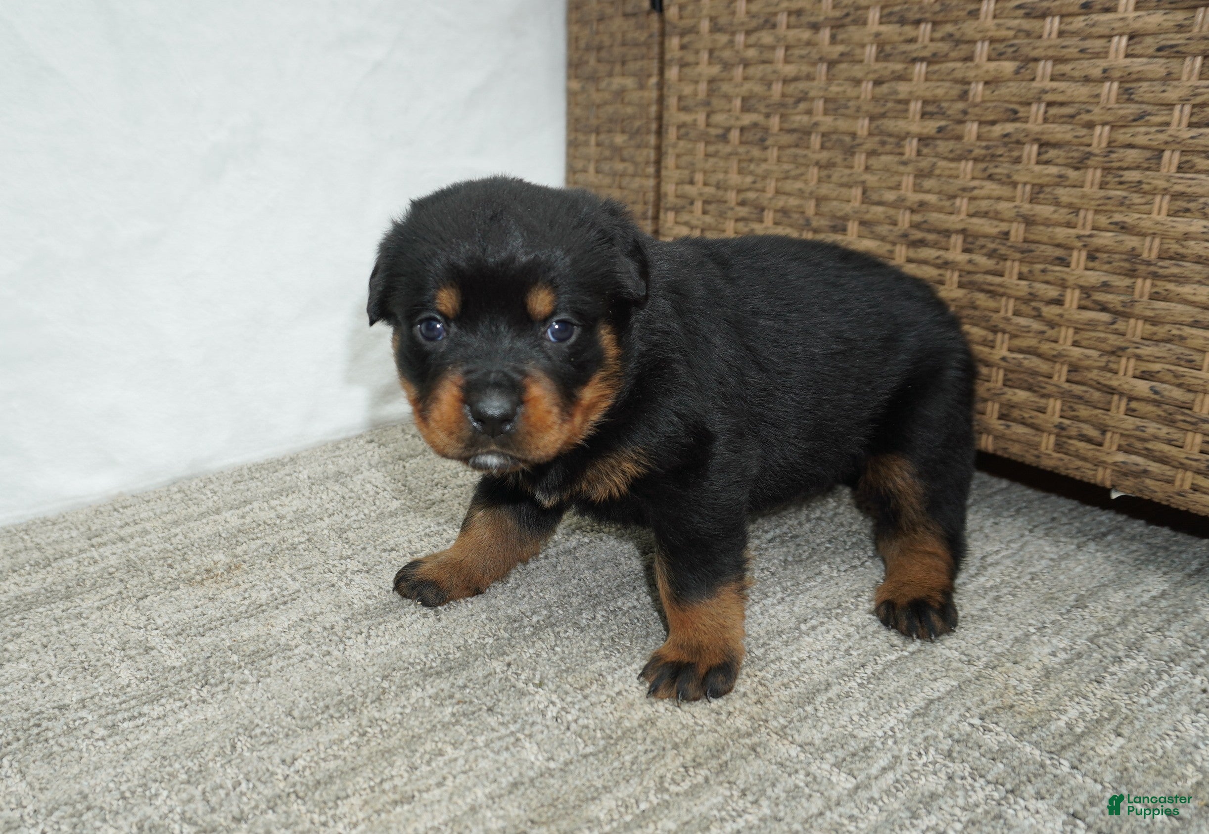 Rottweiler dogs Lily  - Ad 1