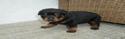 Rottweiler dogs for sale: Lily  - Ad 1