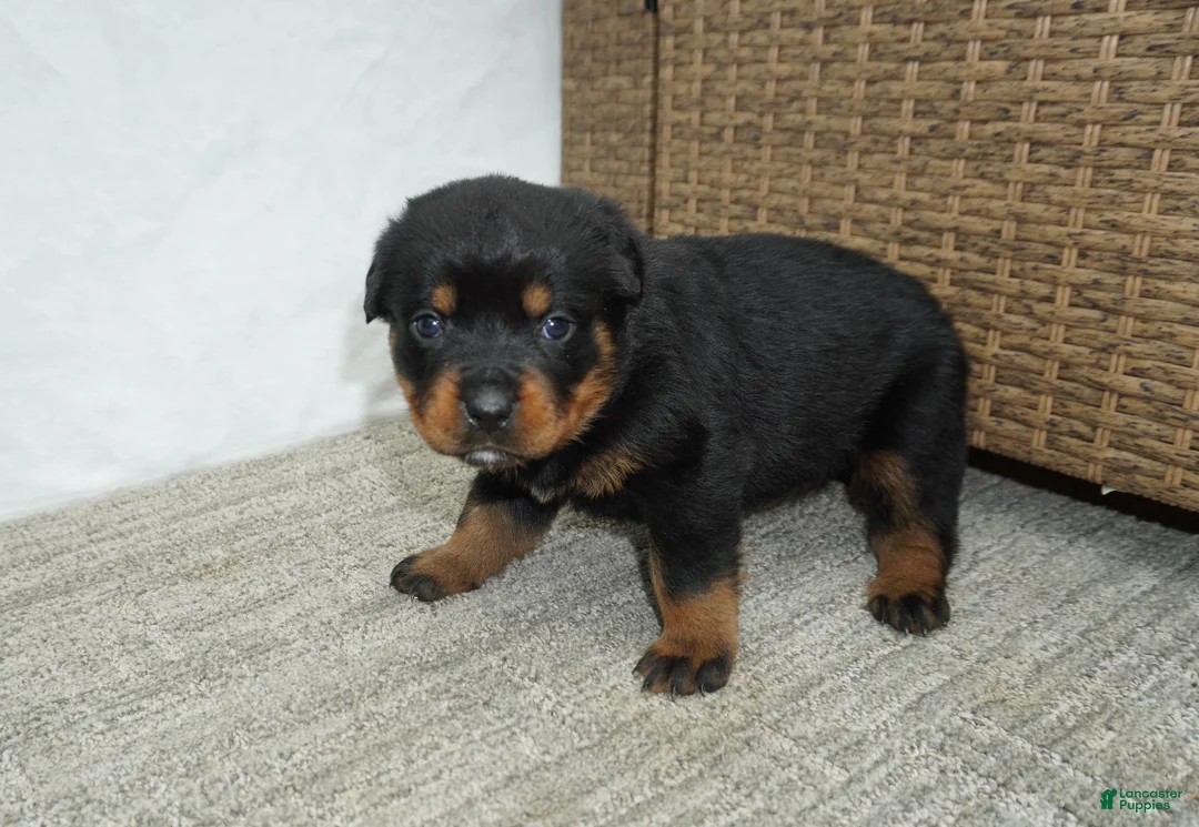 Rottweiler dogs for sale: Lily  - Ad 1