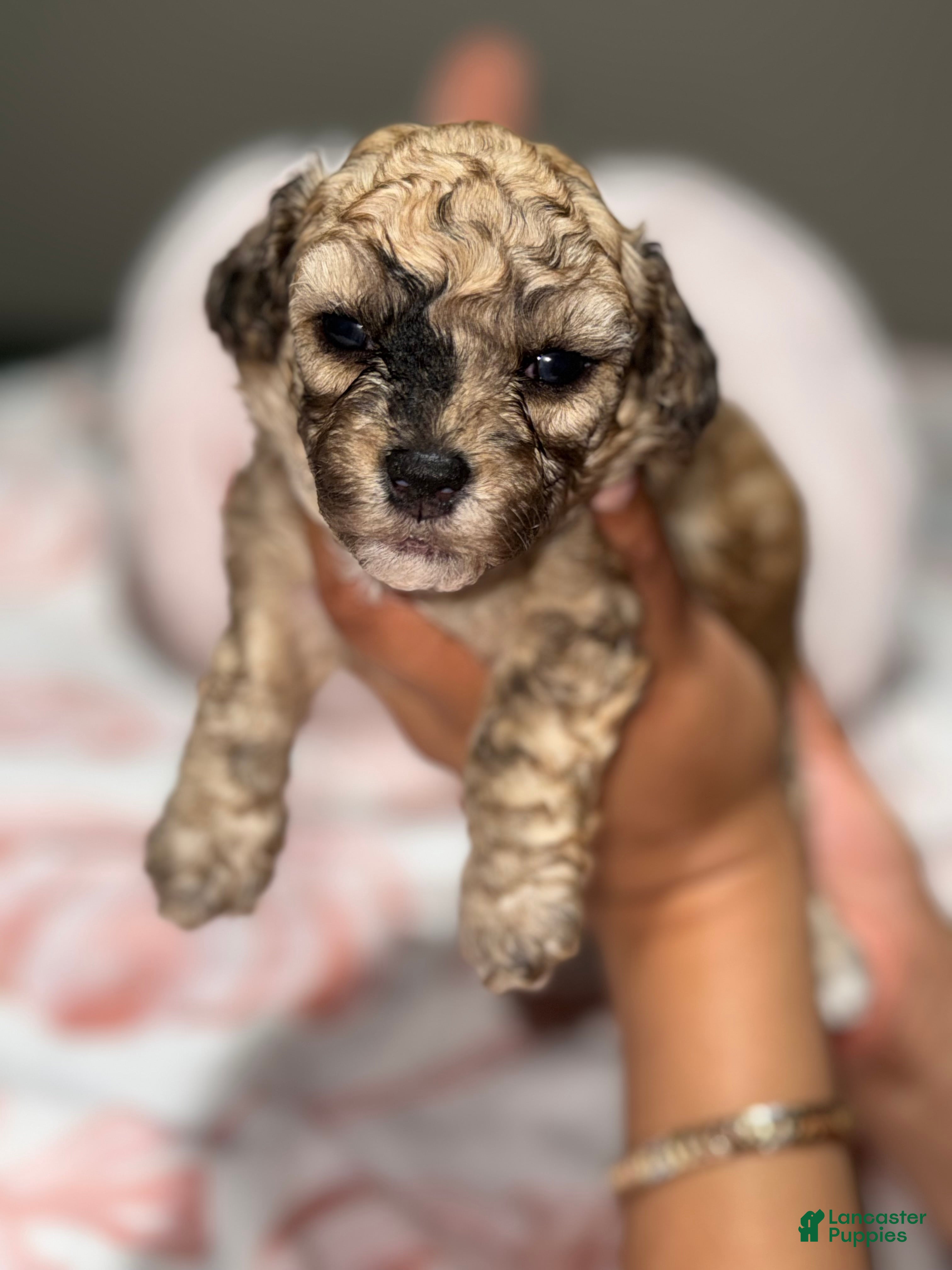 Toy Poodle dogs Sophie - Ad 33