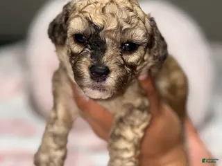 Toy Poodle dogs Sophie - Ad 4