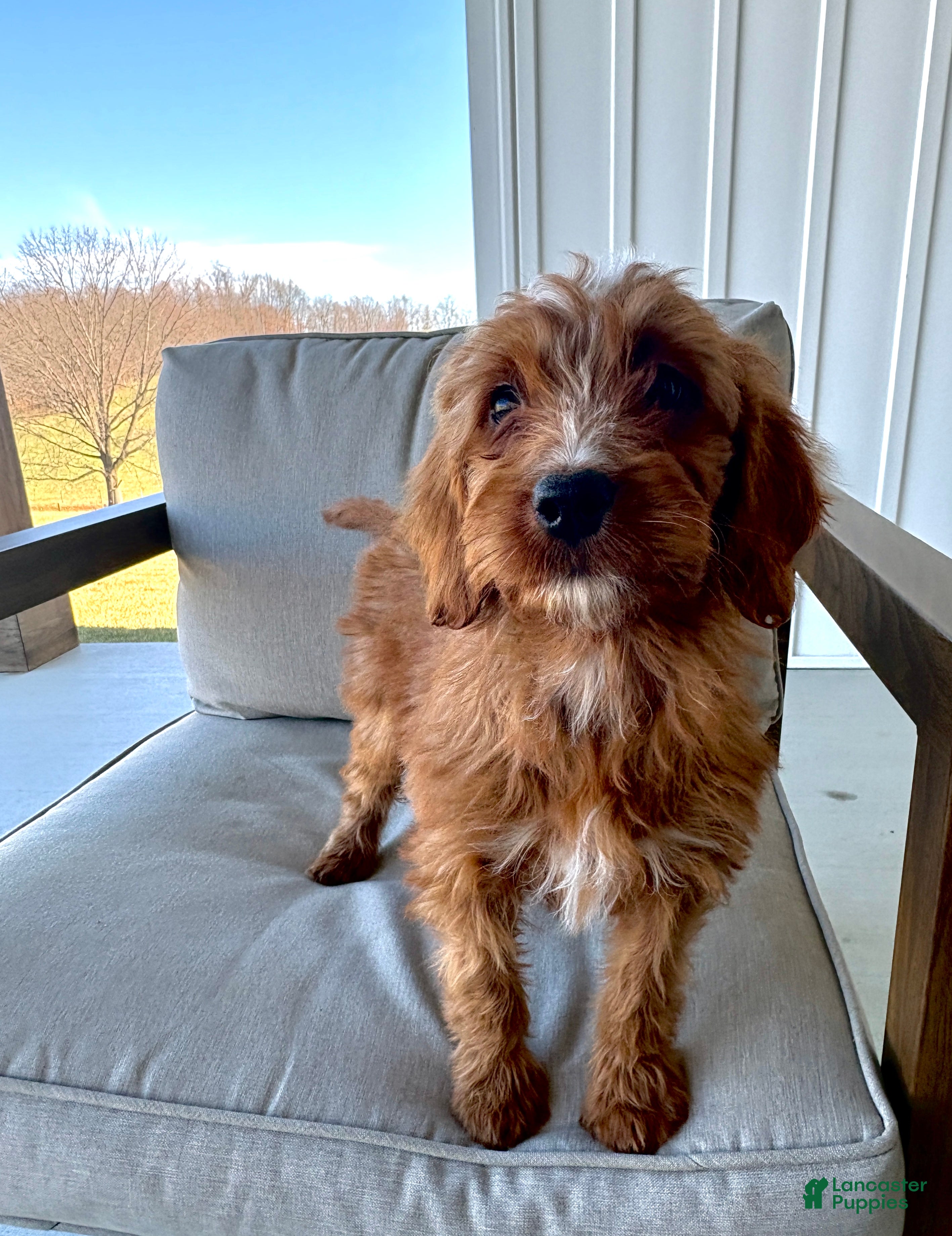 Irish Doodle dogs Angel - Ad 2