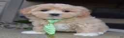 Maltipoo dogs for sale: Milo - Ad 3