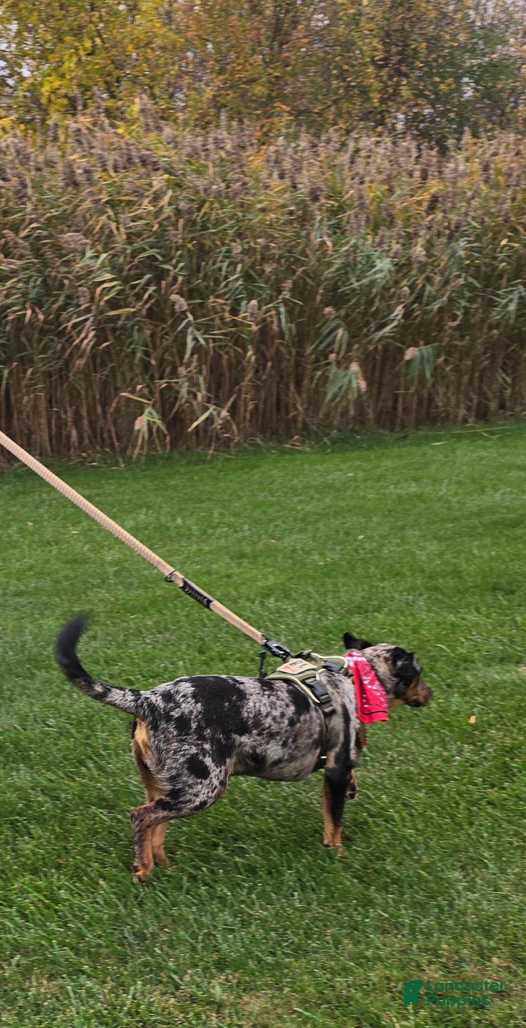 Mixed Breed dogs for sale: Casper - Ad 6