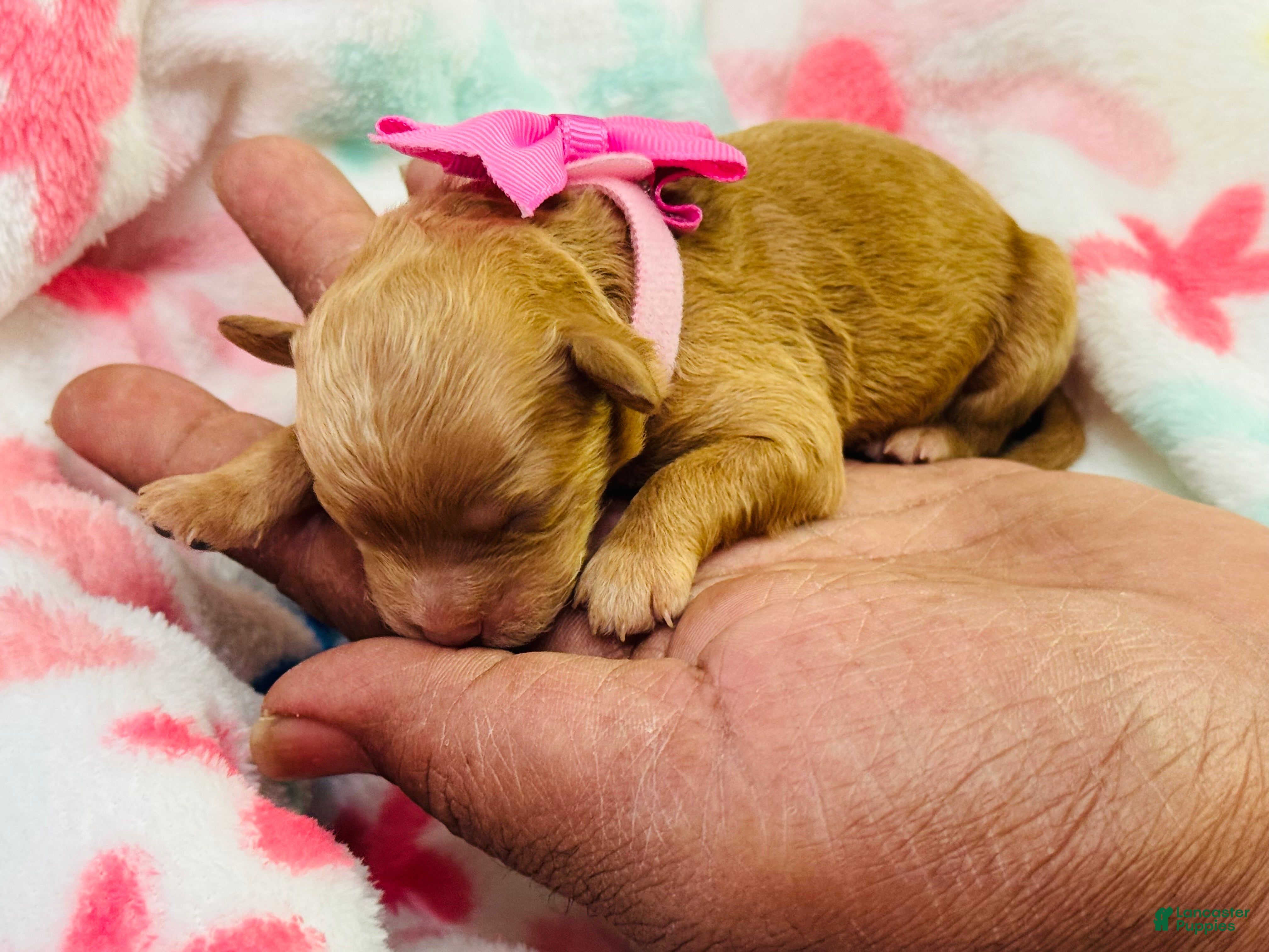 Shihpoo dogs Shihpoo Puppy 2 Pink - Ad 2