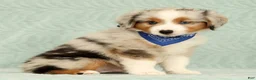 Miniature Australian Shepherd dogs for sale: Blue - Ad 5