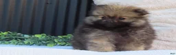 Pomeranian dogs for sale: Polly 🐾🌸 - Ad 7