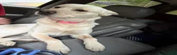 Mixed Breed dogs for sale: nova - Ad 3