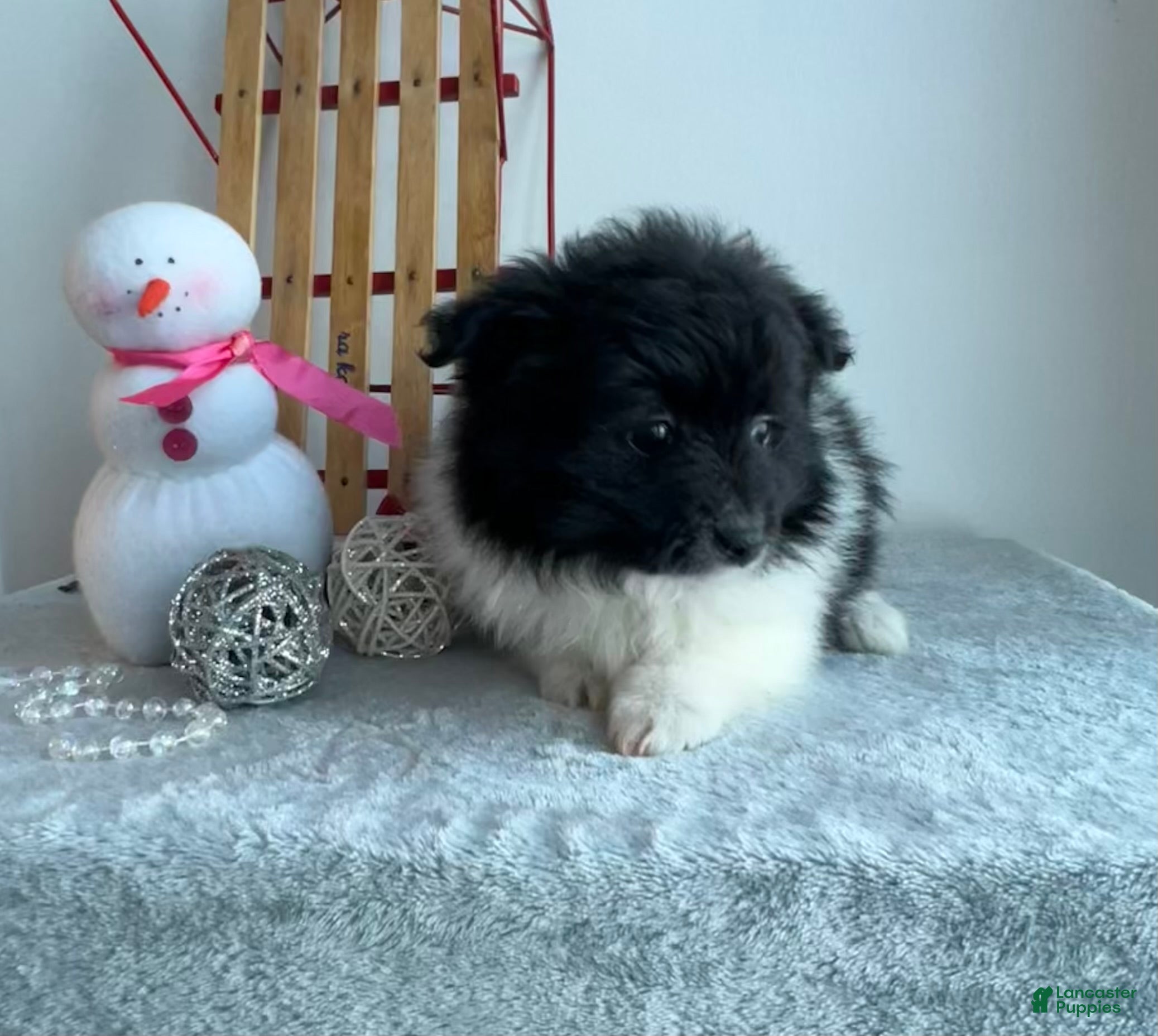 Pomeranian dogs Chloe - Ad 2