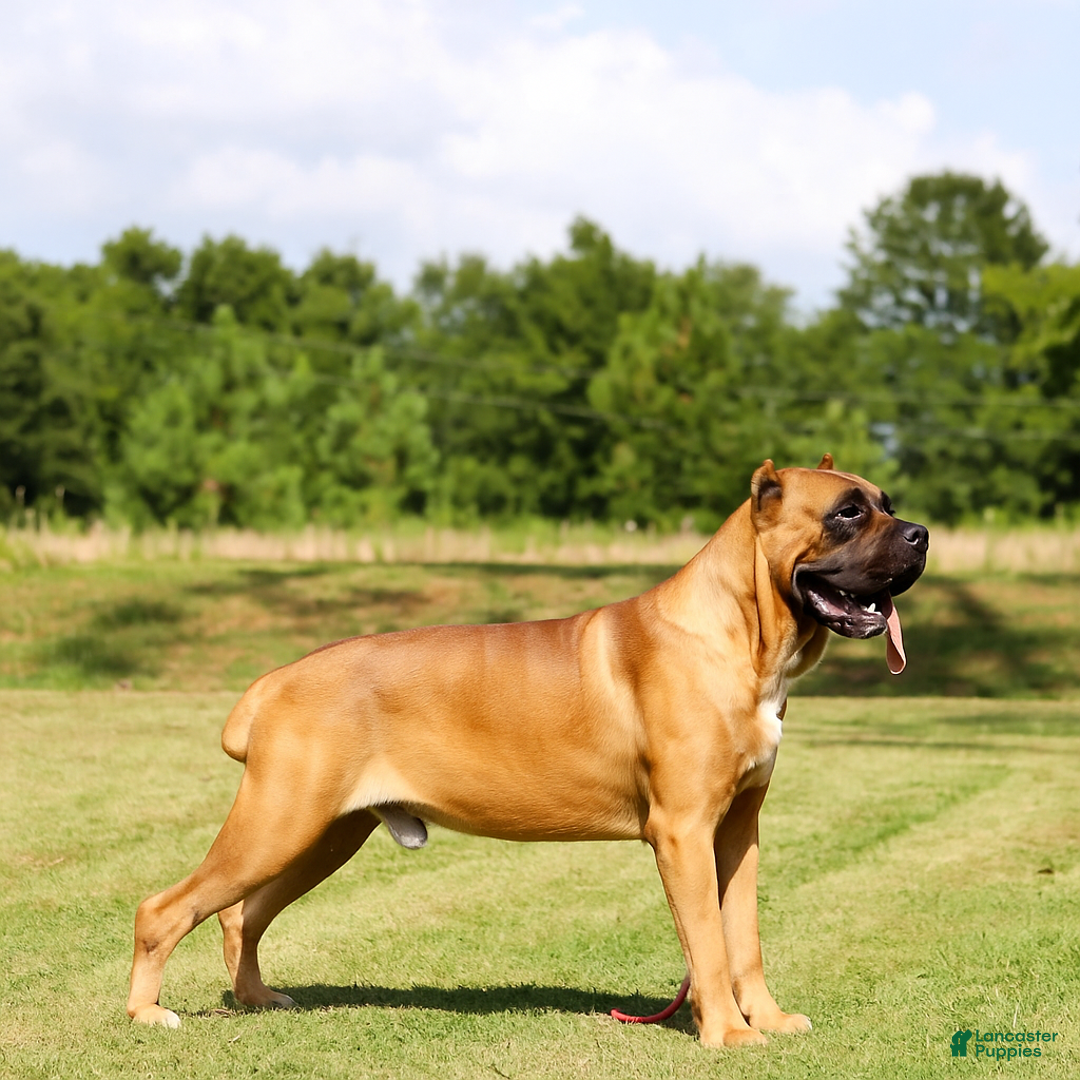 Cane Corso dogs for sale: Cane Corso Puppy 2 - Ad 5