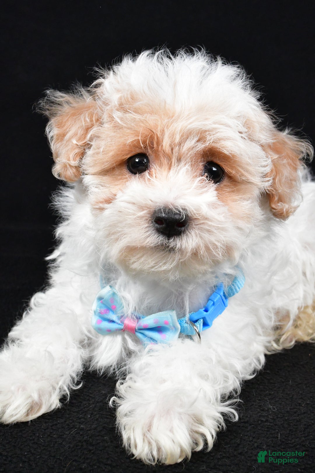 Maltipoo dogs for sale: Teddy - Ad 5
