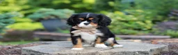 Cavalier King Charles Spaniel dogs for sale: Riley - Ad 4