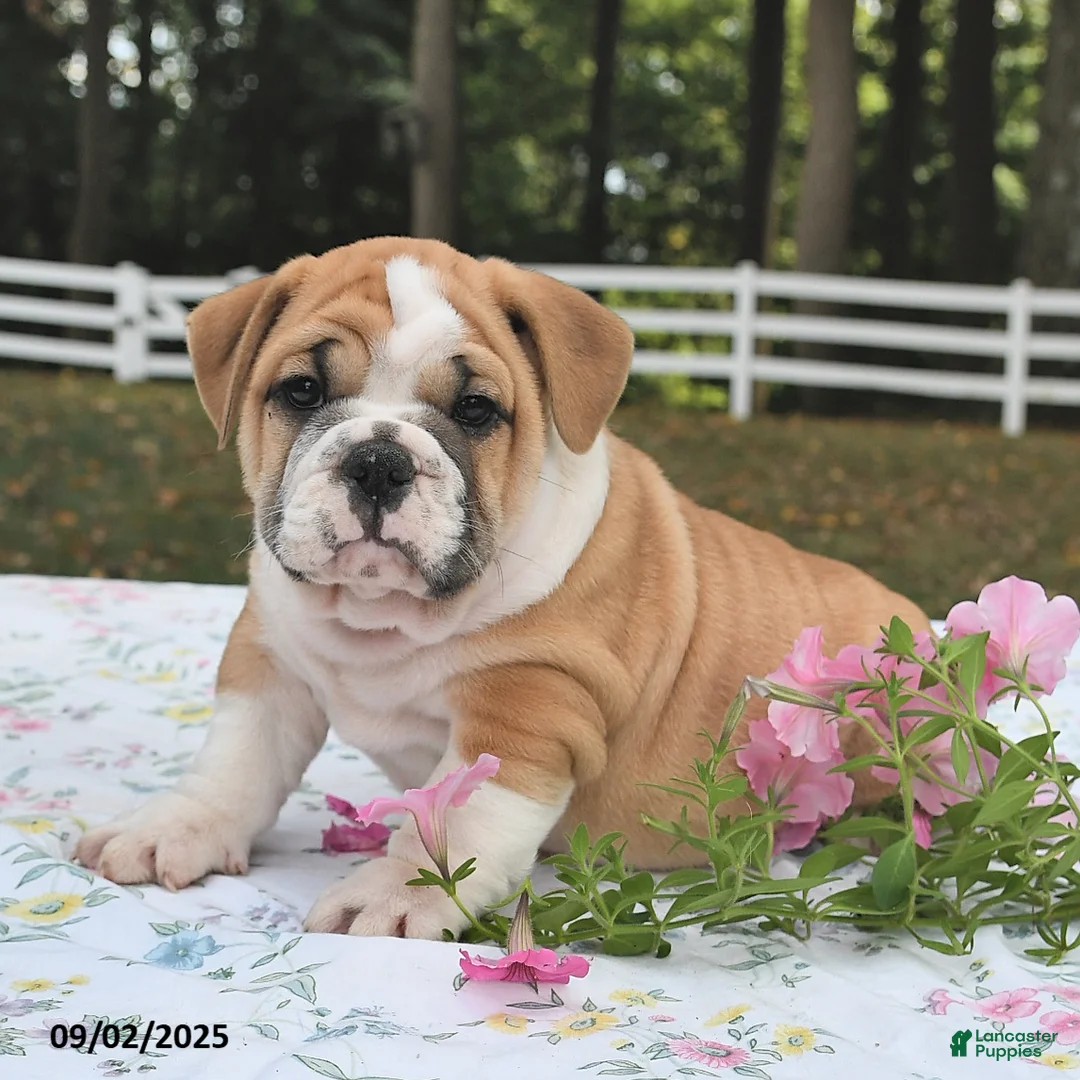 Mixed Breed dogs for sale: Bruce - Ad 7