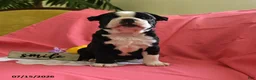 Boston Terrier dogs for sale: Wilber - Ad 3