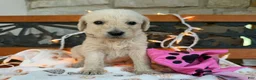 Labradoodle dogs for sale: Zola (Girl) - Ad 1