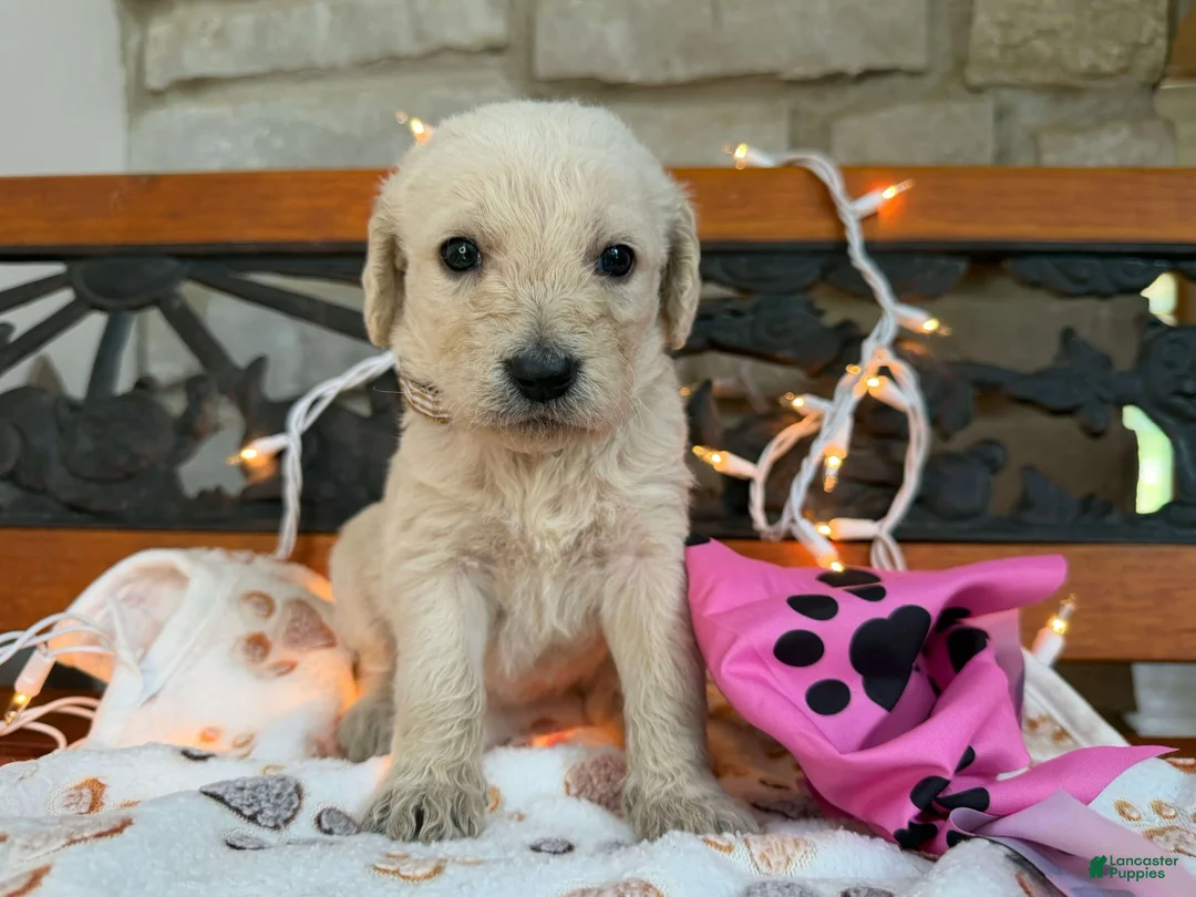 Labradoodle dogs for sale: Zola (Girl) - Ad 1