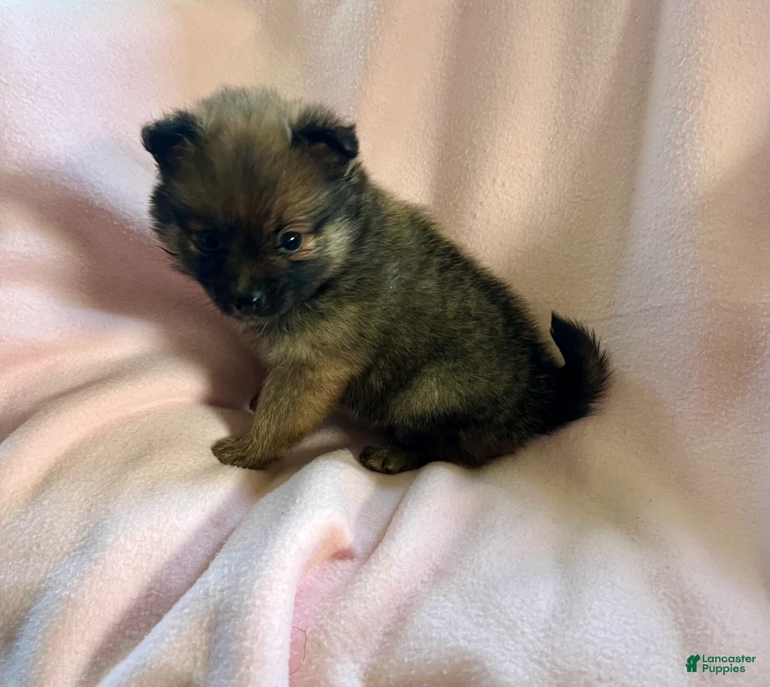 Pomeranian dogs for sale: Marlene - Ad 9