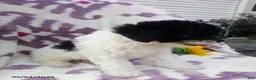 Miniature Poodle dogs for sale: Rover - Ad 9