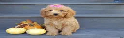 Mini Goldendoodle dogs for sale: Sheila - Ad 5