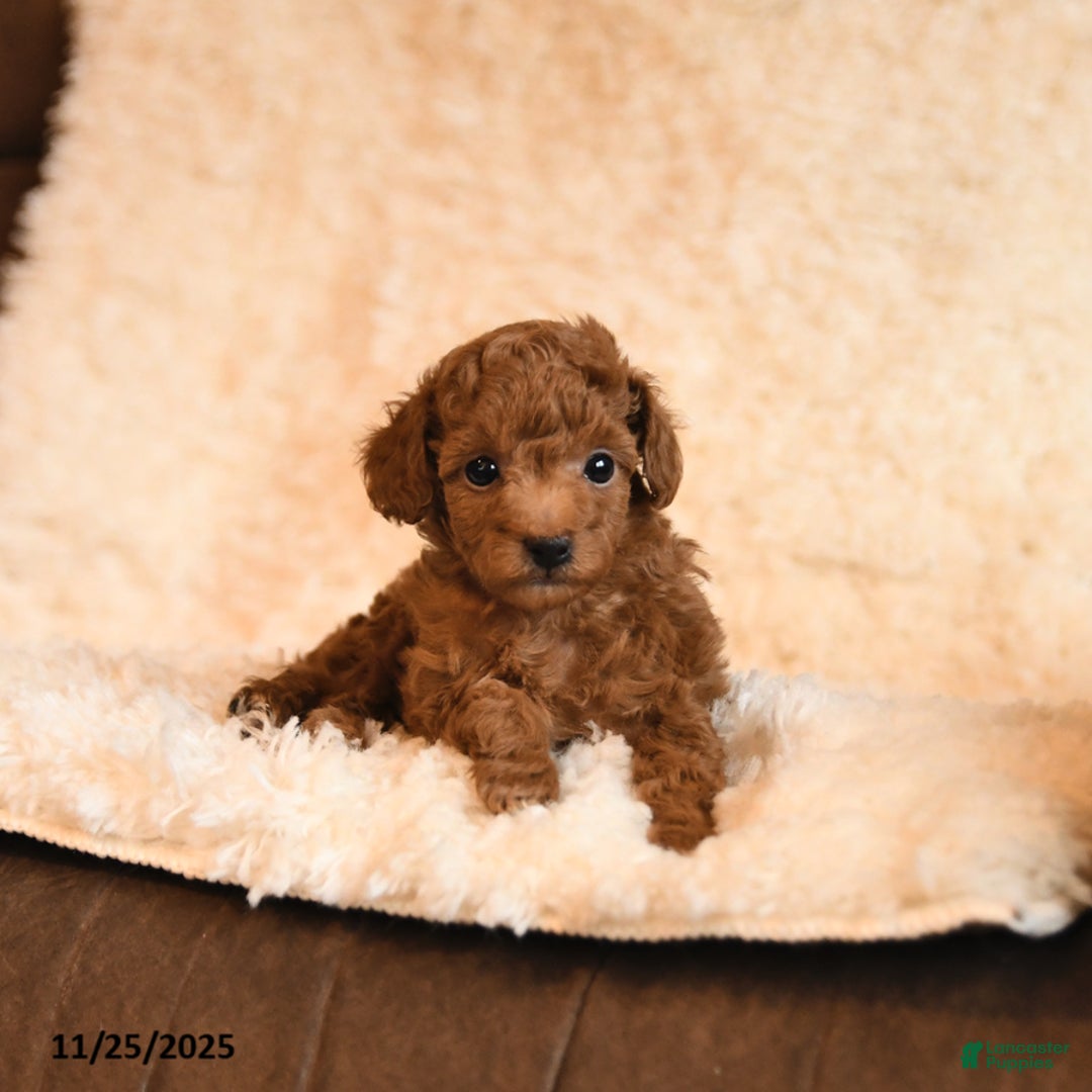 Toy Poodle dogs for sale: Cookie - Ad 4