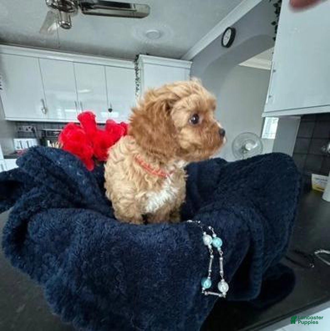 Cavapoo dogs for sale: Jordan - Ad 8