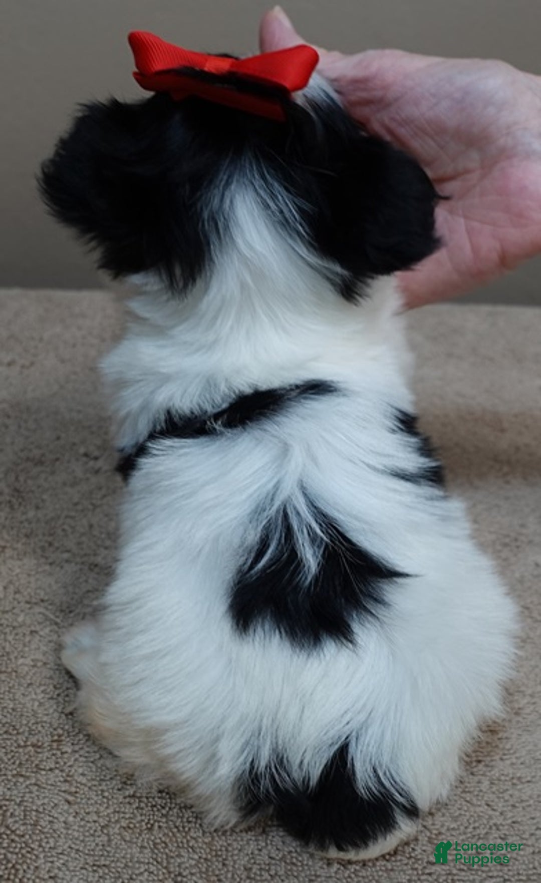 Yorkshire Terrier dogs for sale: Presley dob 10/13 - Ad 14