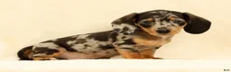 Miniature Dachshund dogs for sale: Winston - Ad 4