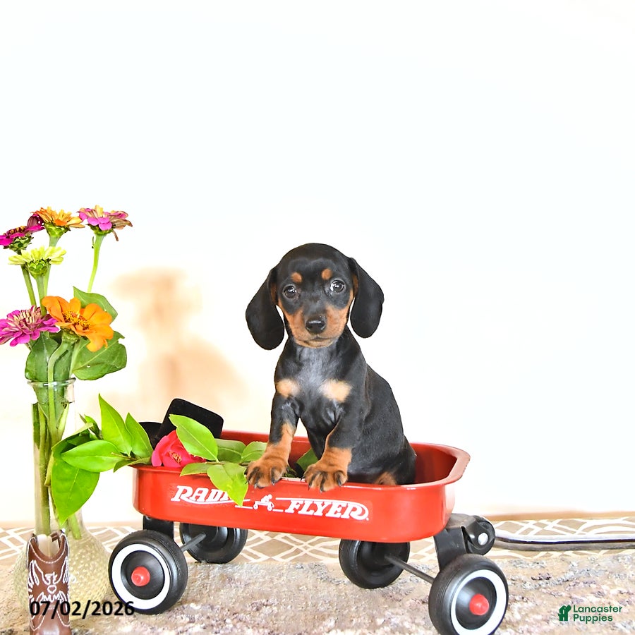 Miniature Dachshund dogs Daisy - Ad 1