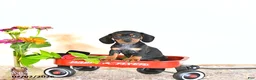 Miniature Dachshund dogs for sale: Daisy - Ad 1