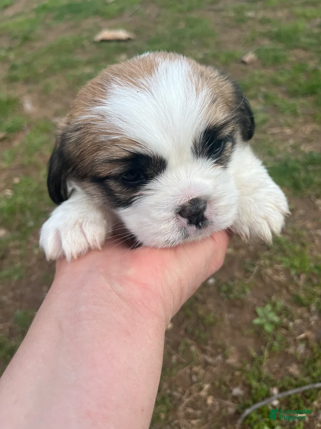 Mixed Breed dogs for sale: Mixed Breed Puppy 1 - Ad 1