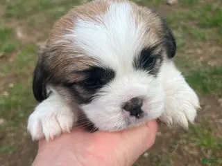 Mixed Breed dogs Mixed Breed Puppy 1 - Ad 3