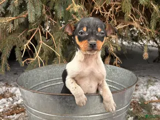 Rat Terrier dogs Mia - Ad 2