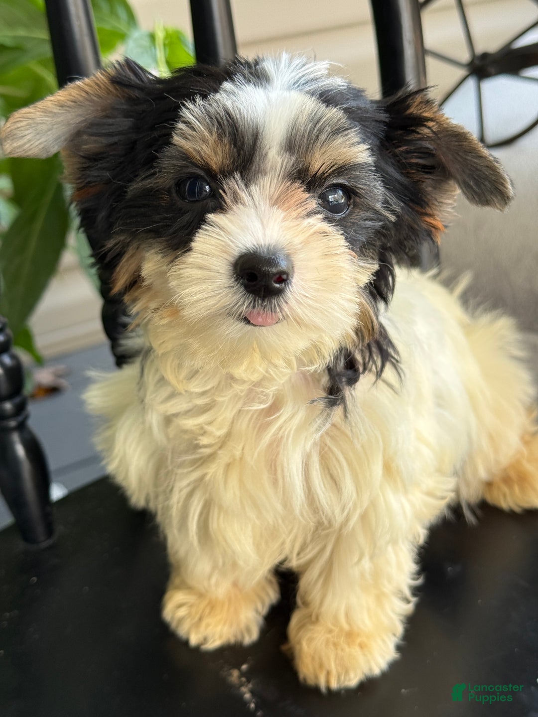 Yorkshire Terrier dogs for sale: Morsel - Ad 12