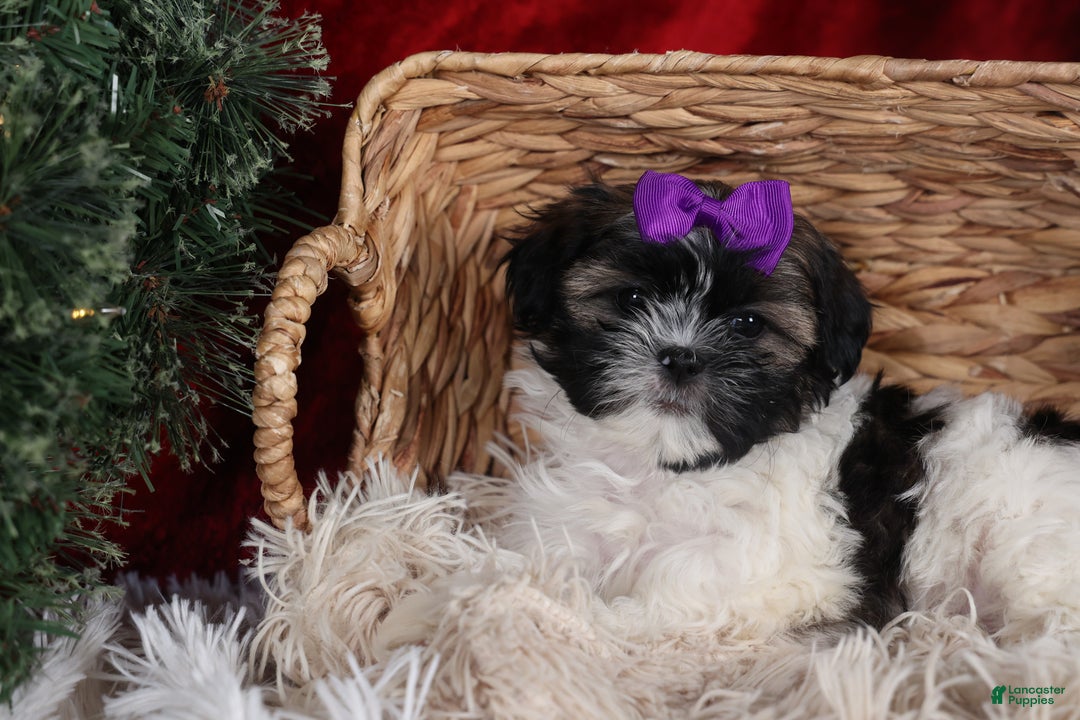 Shih Tzu dogs for sale: Rosie - Ad 15