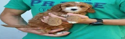Mini Goldendoodle dogs for sale: Molly  - Ad 4