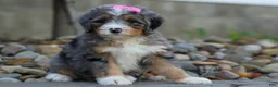Mini Bernedoodle dogs for sale: 🐾 Primrose 🐾 - Ad 10