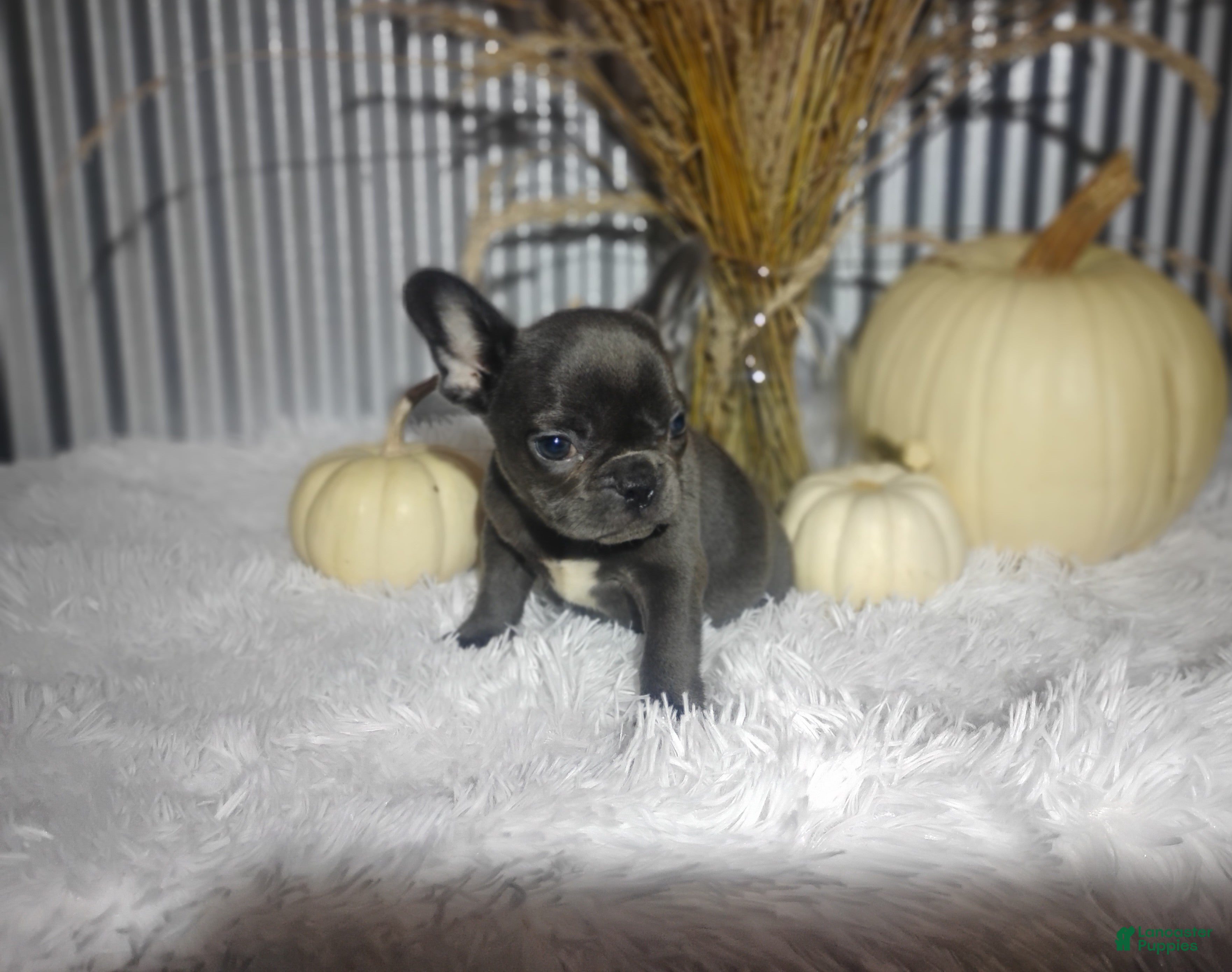 French Bulldog dogs for sale: Sasha - Ad 2