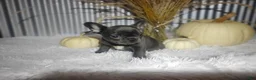 French Bulldog dogs for sale: Sasha - Ad 2