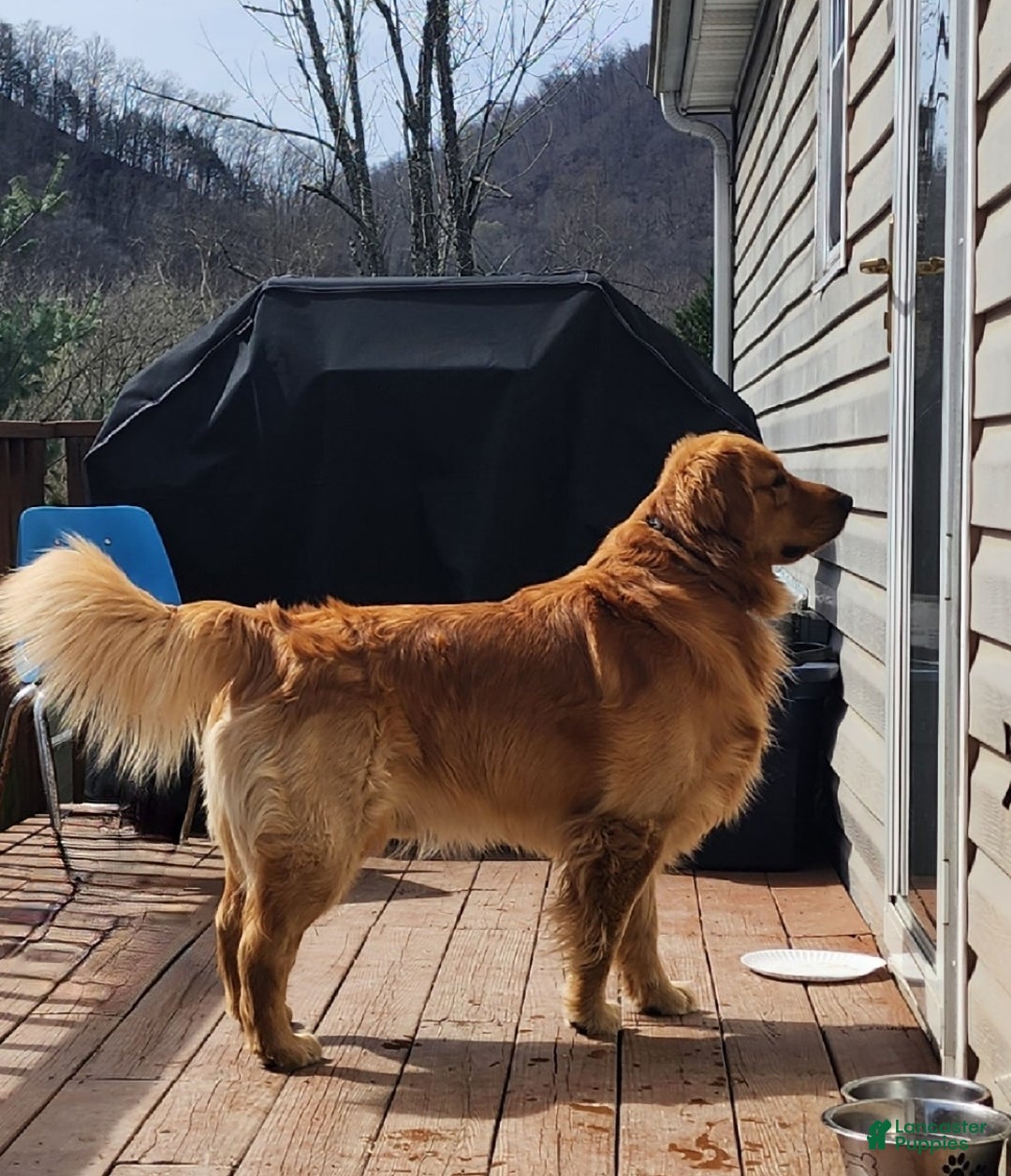 Golden Retriever dogs for sale: Chippy - Ad 3