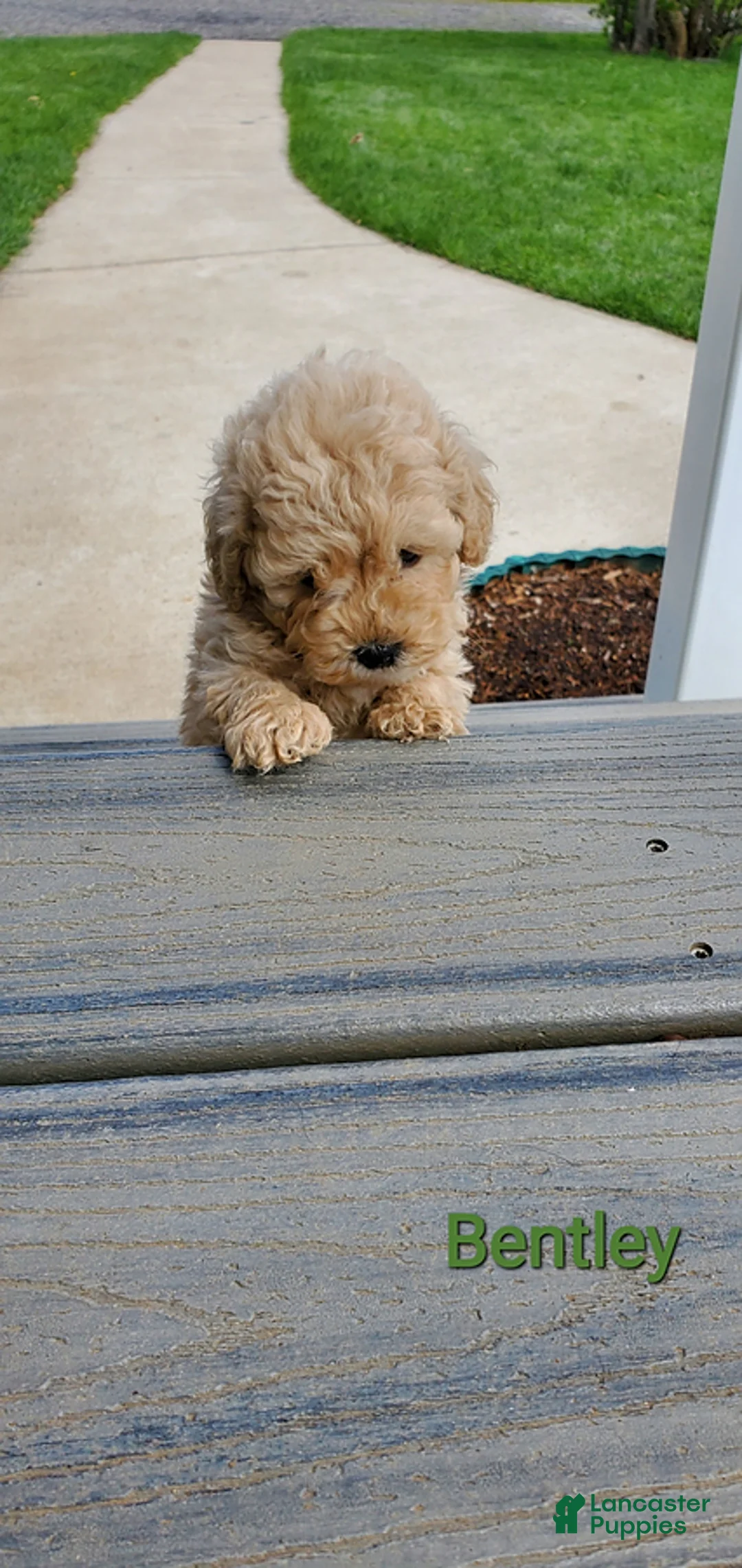 Toy Poodle dogs for sale: Bentley - Ad 2