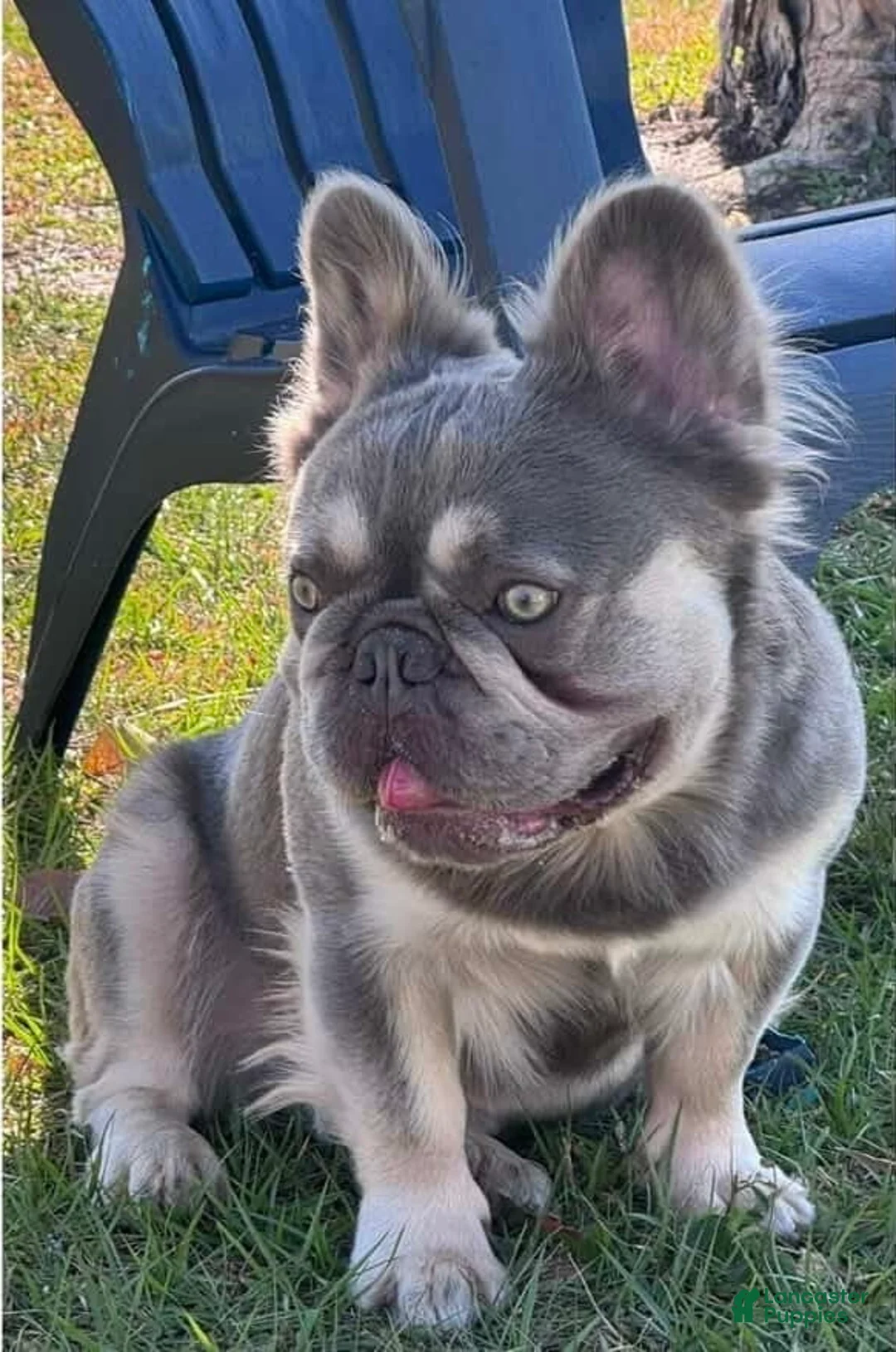 French Bulldog dogs for sale: French Bulldog Puppy 1 - Ad 1