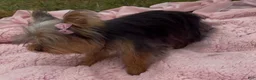Yorkshire Terrier dogs for sale: Ruby  - Ad 7