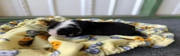 English Bulldog dogs for sale: Betty, black tri - Ad 5