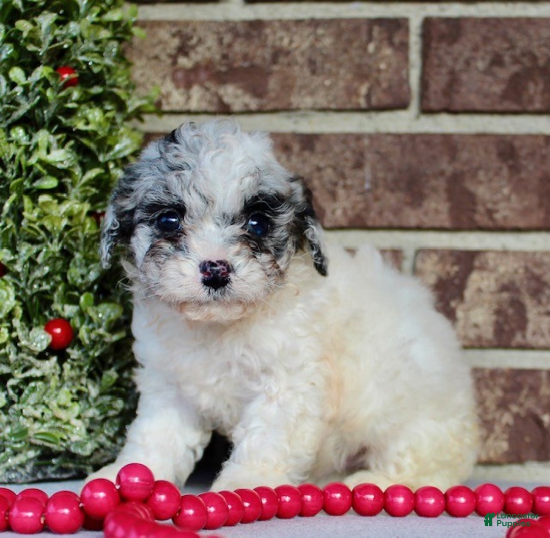 Miniature Poodle dogs for sale: Jingles - Ad 4