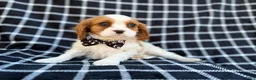 Cavalier King Charles Spaniel dogs for sale: Gunner - Ad 7